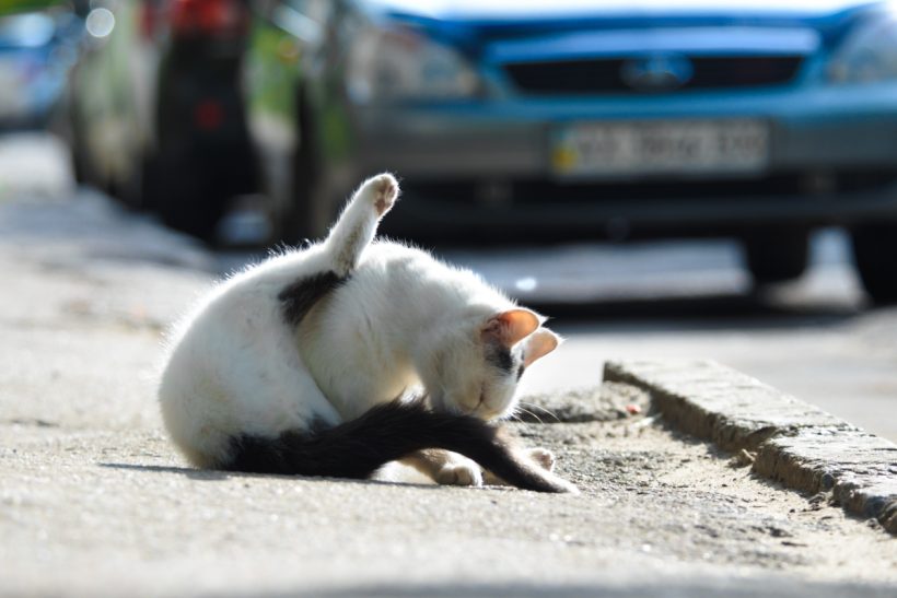 Taip nutinka, kai katė kelias dienas paliekama viena