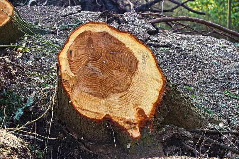 Norite pašalinti medžio kamieną jo nekasdami? Pasiimkite šį vos kelis svarus kainuojantį gaminį ir keliaukite į sodą