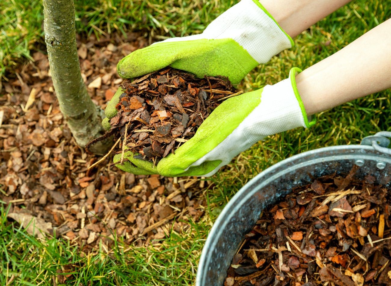 Ką daryti su magnolijomis prieš žiemą? Geri būdai, kaip apsaugoti ir išsaugoti magnolijas nuo šalčio