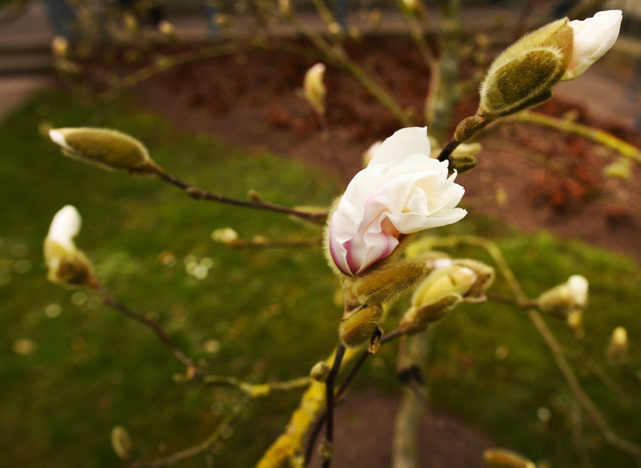 Ką daryti su magnolijomis prieš žiemą? Geri būdai, kaip apsaugoti ir išsaugoti magnolijas nuo šalčio