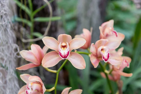 Vandenilio Peroksidas – Geriausia Trąša Orchidėjoms, Reikalinga Geram Augimui ir Žydėjimui