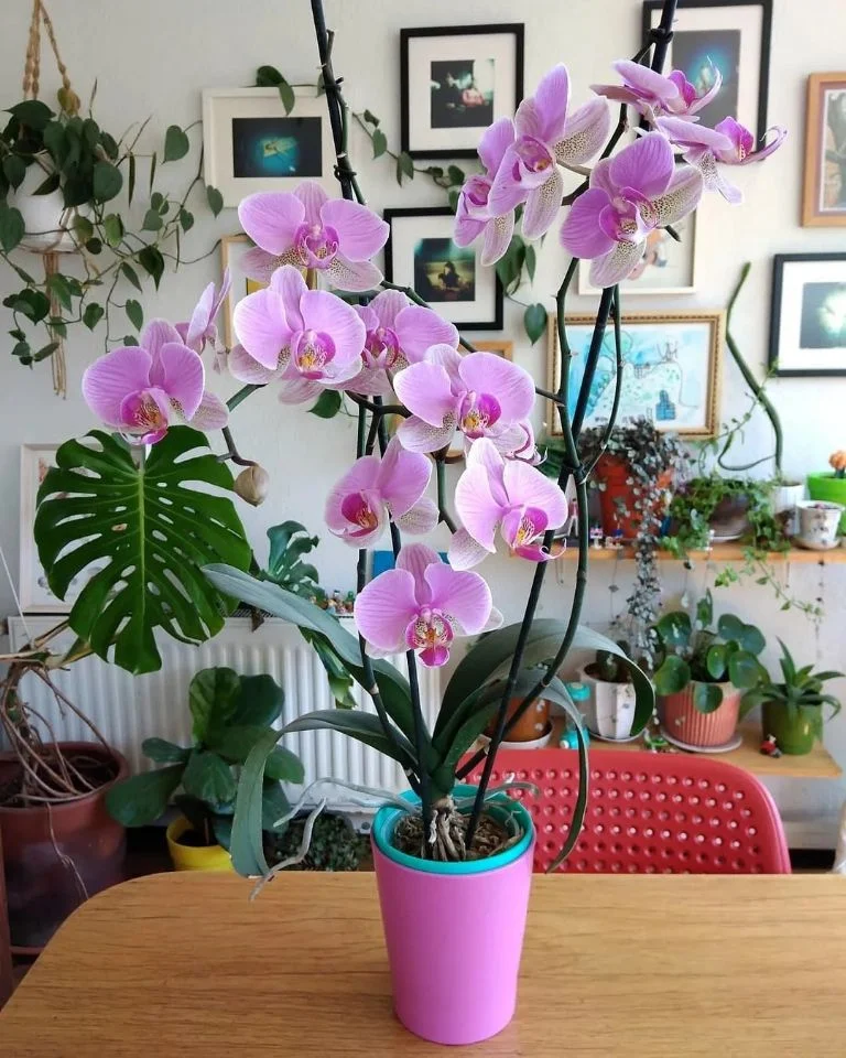 Tinkamas būdas dauginti orchidėjas ir iš vieno augalo turėti daug augalų.