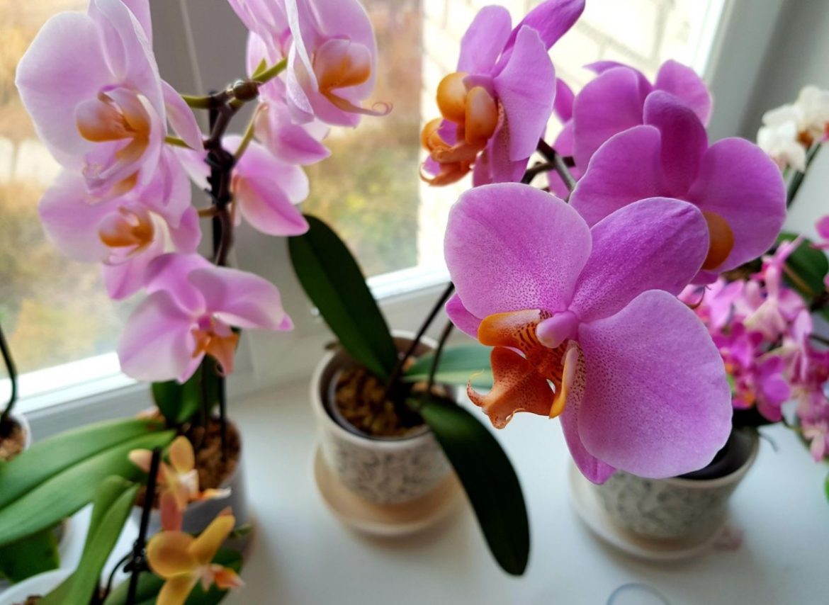 orchidėjos