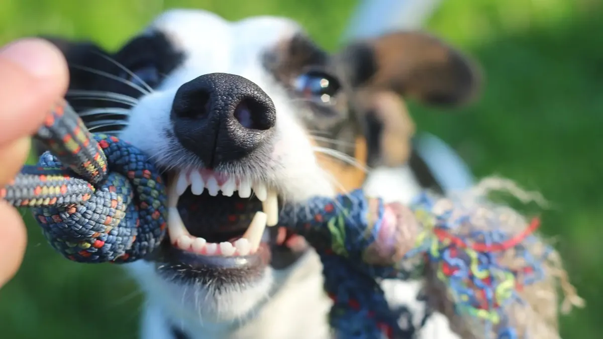 Veterinarija: ką reiškia, kai mano šuo rodo dantis?