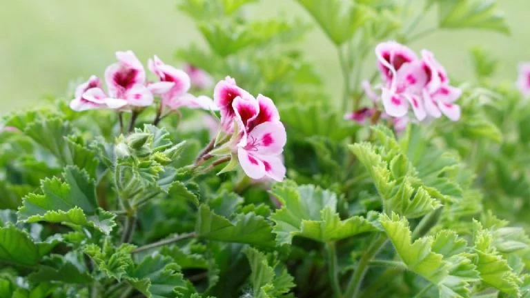 Vos iš 2 ingredientų paruoškite namines trąšas, kad pelargonijos pražystų gruodžio mėnesį.