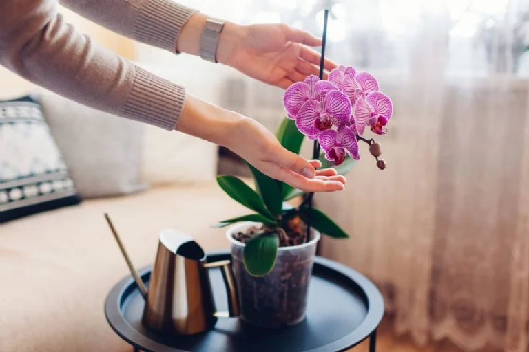 Kaip naudoti natūralų jogurtą, kad orchidėjos pražystų