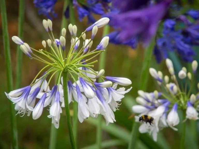 Agapanthus firewors: rūšys, apie kurių gražius ir originalius žiedus tikriausiai nežinojote