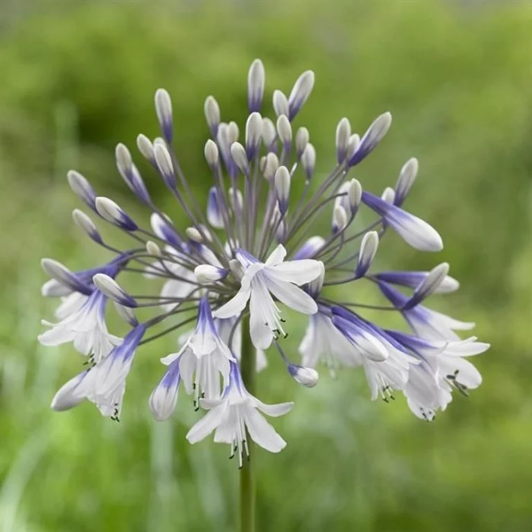 Agapanthus firewors: rūšys, apie kurių gražius ir originalius žiedus tikriausiai nežinojote