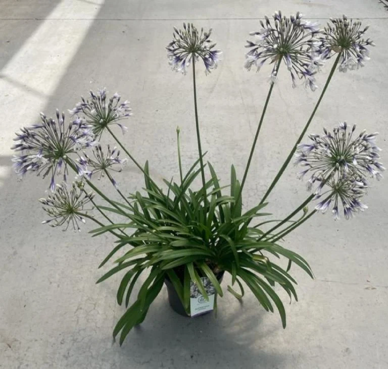 Akį traukianti Agapanthus veislė, apie kurią nežinojote ir kurios žiedai žavi: kaip ją prižiūrėti savo sode