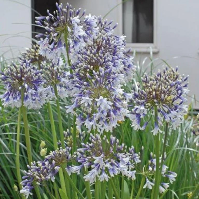 Akį traukianti Agapanthus veislė, apie kurią nežinojote ir kurios žiedai žavi: kaip ją prižiūrėti savo sode