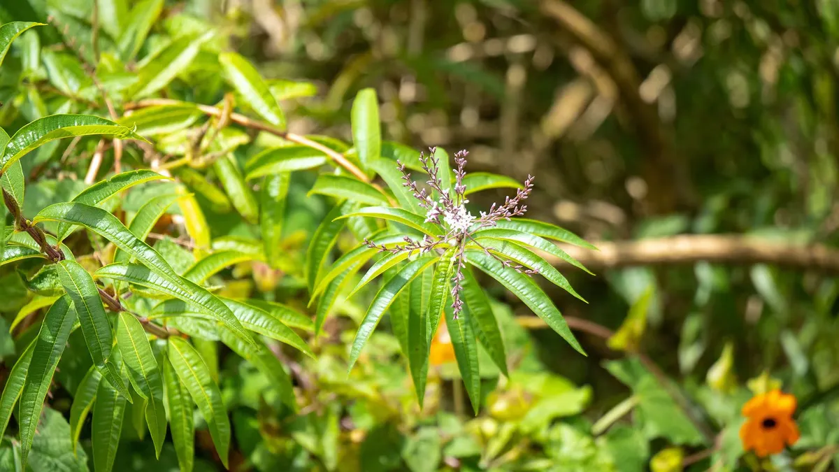 „Magic Herb“: galingas antpilas, kovojantis su senėjimu, nerimu ir stresu