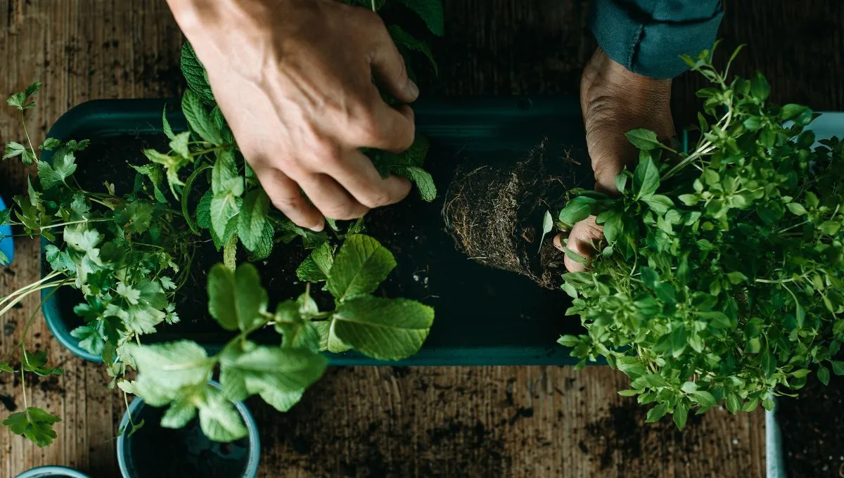 Naminės trąšos, kurios yra skystas auksas, kad jūsų sodo aromatiniai augalai stipriai augtų.