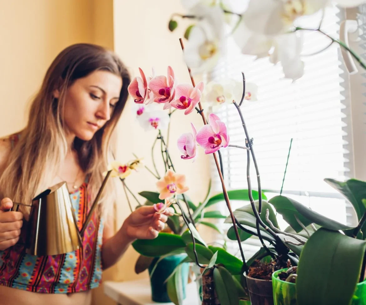 laistykite orchidėjas