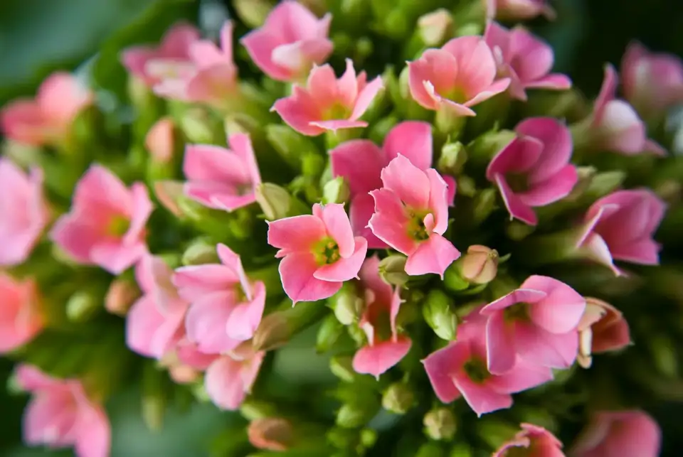 Nei bugenvilijos, nei pelargonijos: atsparūs ir patrauklūs žydintys augalai pavasariniam balkono dekoravimui