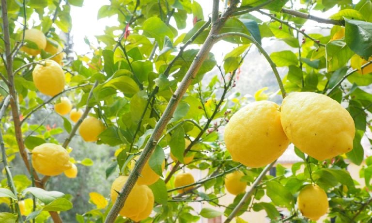 Kaip padauginti citrinmedį, kad ištisus metus jūsų namuose būtų citrusinių vaisių