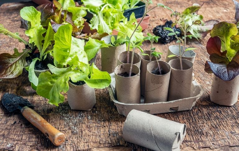 Kaip pakartotinai panaudoti tualetinio popieriaus ritinėlius ir sukurti šią puikią idėją sodui