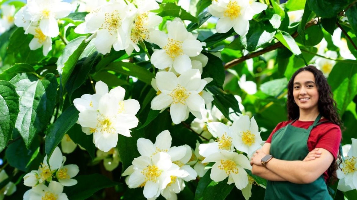 Cómo elegir el mejor jazmín para tu jardín; según expertos viveristas
