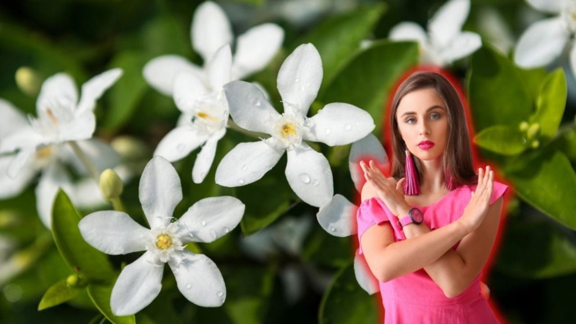 El jazmín pasó de moda; esta es la planta que perfumará el hogar y estallará de flores