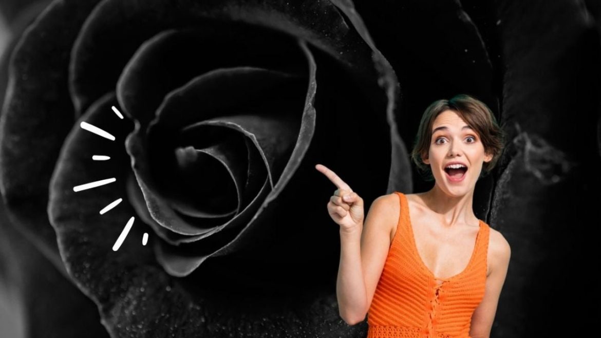 Qué significa regalar rosas negras a tu pareja