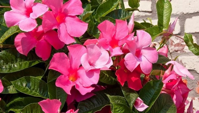 Mandevilla laipiojimo augalų gėlės