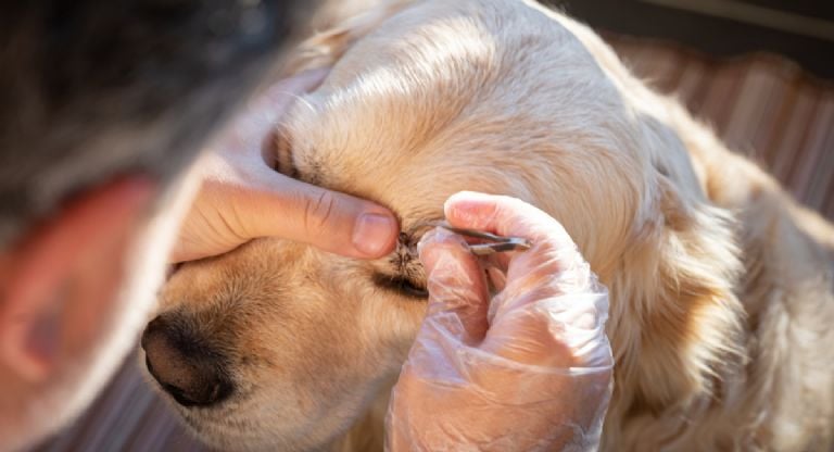 Veterinarijos gydytojo patarimai, kaip tinkamai pašalinti erkę, kad ji nesužeistų šuns