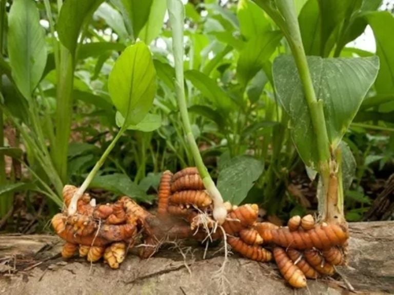 Sužinokite apie vertingą gydomąją ciberžolės lapų galią, puikiai tinkančią auginti namuose.