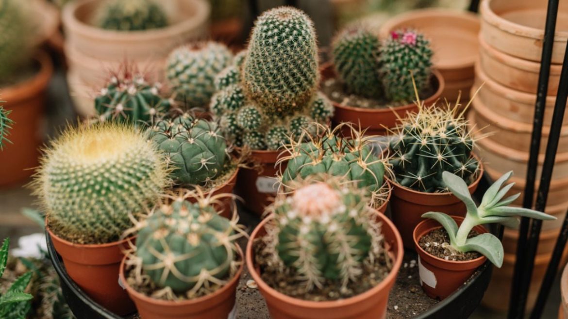 Este es el lugar de la casa donde debes colocar el cactus para atraer la buena fortuna; según el Feng Shui