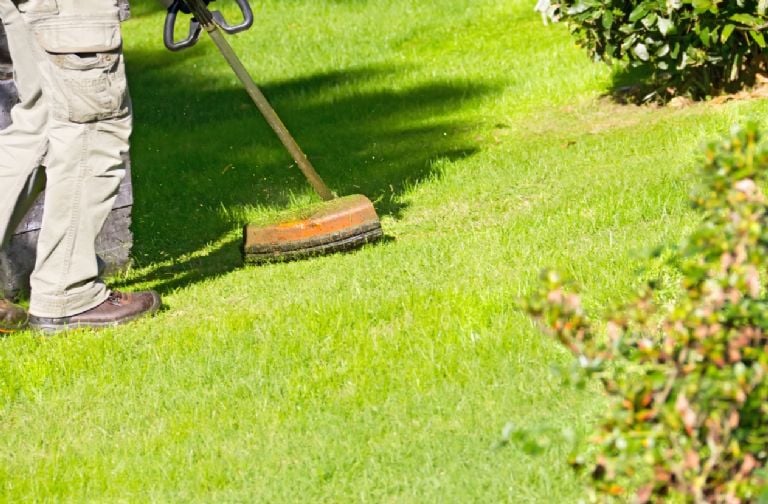 Prieš sužinodami, koks yra tobulas vejos aukštis, atsikvėpkite: pasak sodininkų