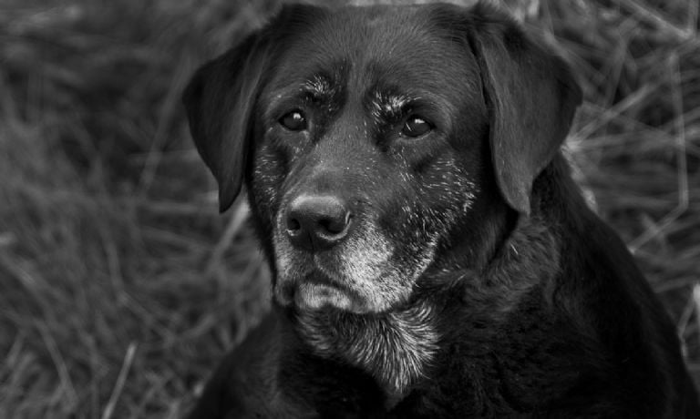 Nuo kokio amžiaus šuo laikomas senu? Taip teigia veterinarijos ekspertai