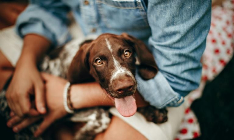 Štai paslėpta priežastis, kodėl jūsų šuo visur jus seka: pasak veterinarų