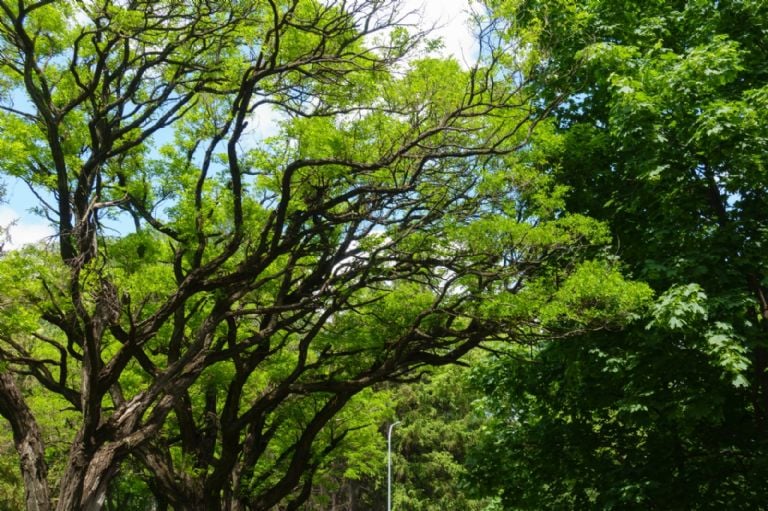 árbol