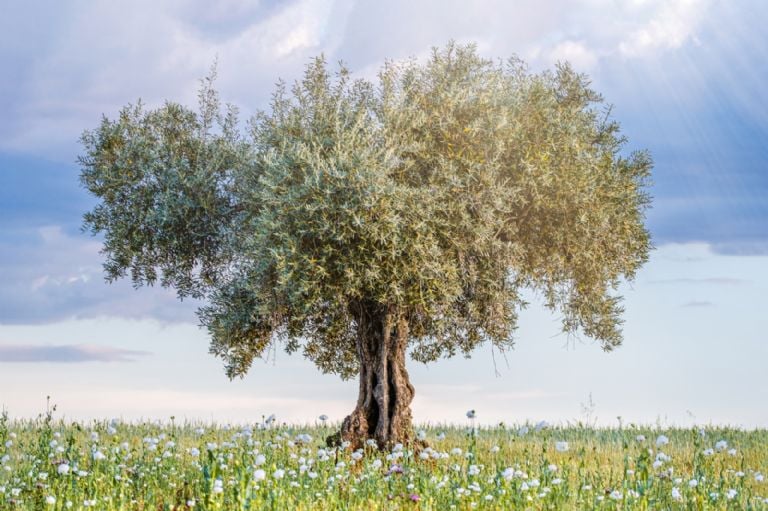 árbol