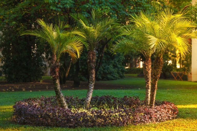 palmeras