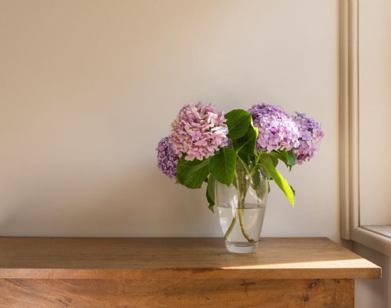 hortensias