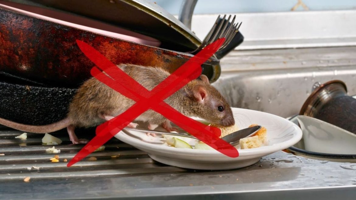 Cómo eliminar la plaga de ratones con este ingrediente que encuentras en tu casa
