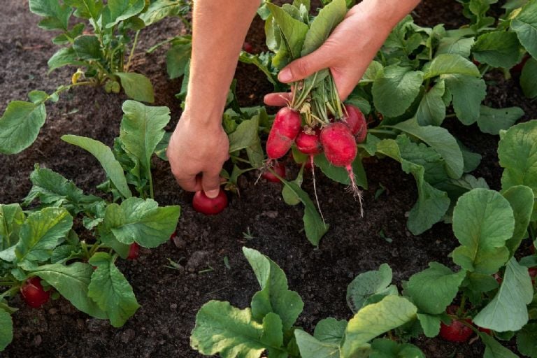 Štai 5 daržovės, kurių derlių turėtumėte nuimti gegužės mėnesį, kad 365 dienas per metus turėtumėte daržovių savo receptams.