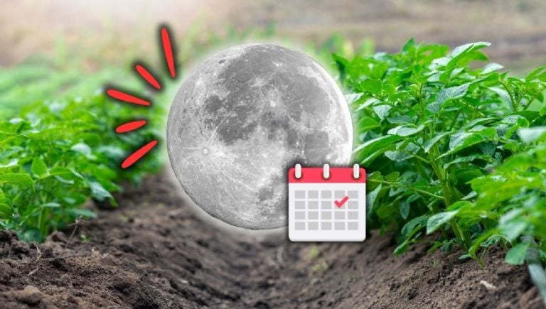 calendario lunar de mayo para abonar las plantas