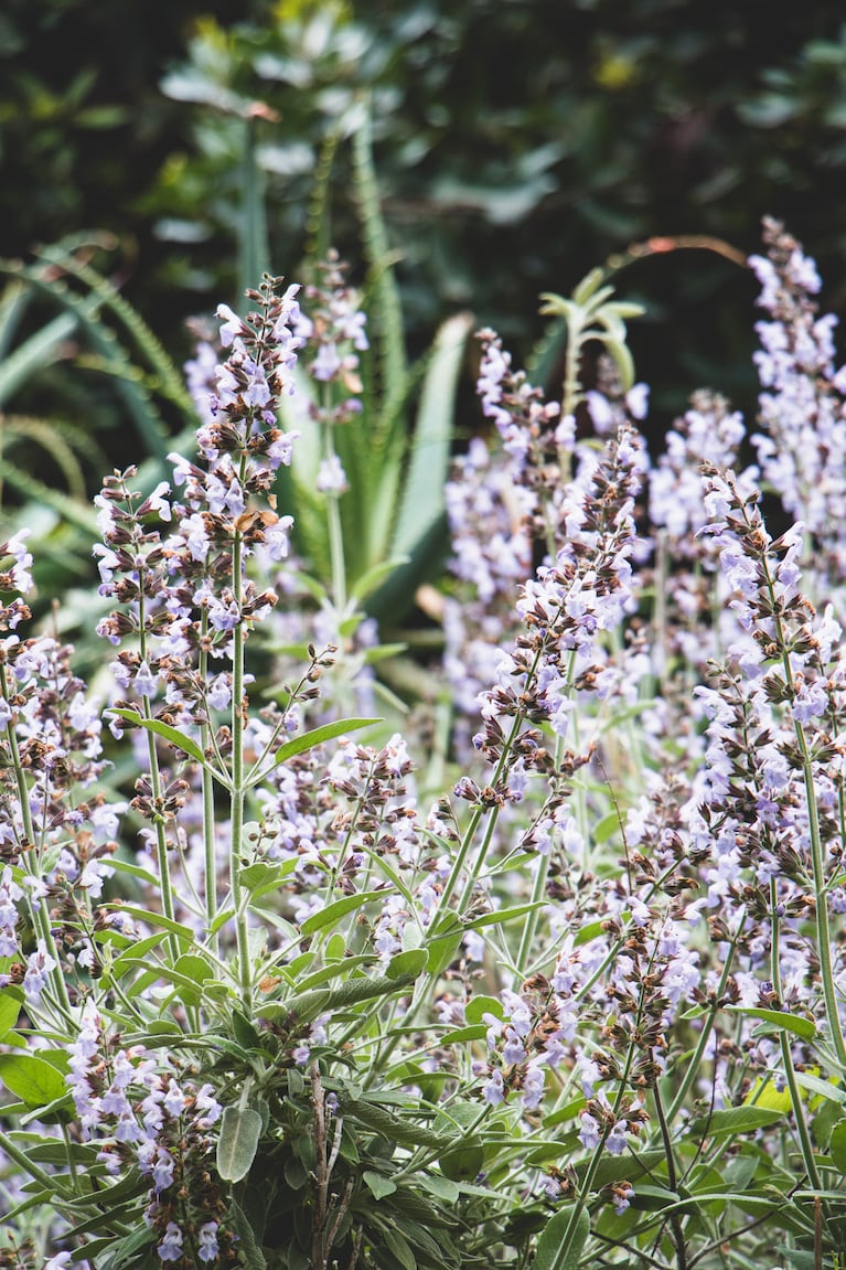 La gente nacida en febrero prefiere la lavanda. (Foto: Freepik).