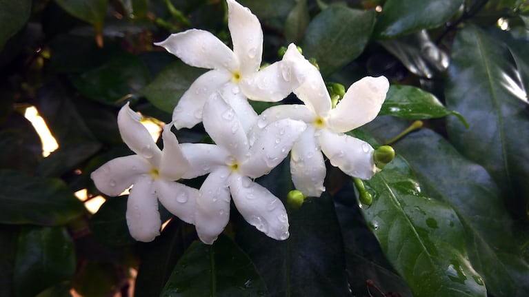Los de este mes vibran con perfumes florales intensos. (Foto: Freepik).