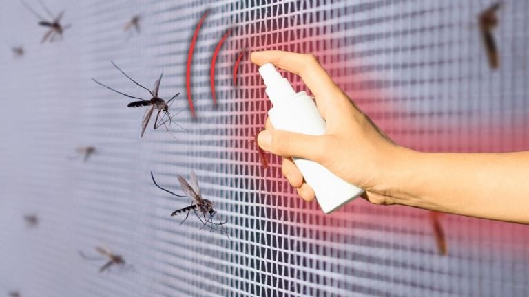 Repelentų nebereikia: kaip pasigaminti nebrangią naminę priemonę uodams atbaidyti vos iš 2 ingredientų