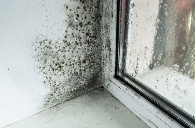 Šis vokiškas metodas, kuriuo pelėsis ant sienos pašalinamas visam laikui, nebėra problema.