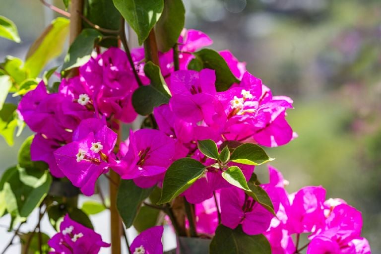 Pasirūpinkite, kad bugenvilijos šį pavasarį pražystų, naudodami šias 4 ingredientų namines trąšas.