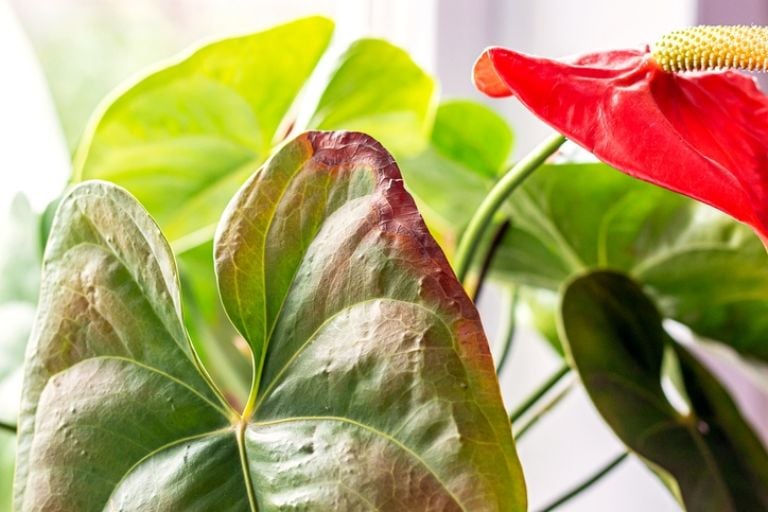 Ką reiškia, kai jūsų Anthurium gauna juodus lapus pagal specializuotus sodininkus?