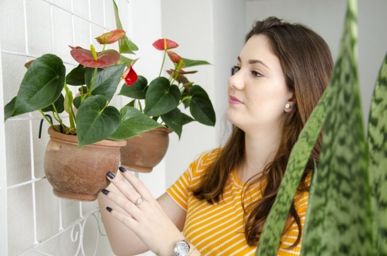 Ką reiškia, kai jūsų Anthurium gauna juodus lapus pagal specializuotus sodininkus?
