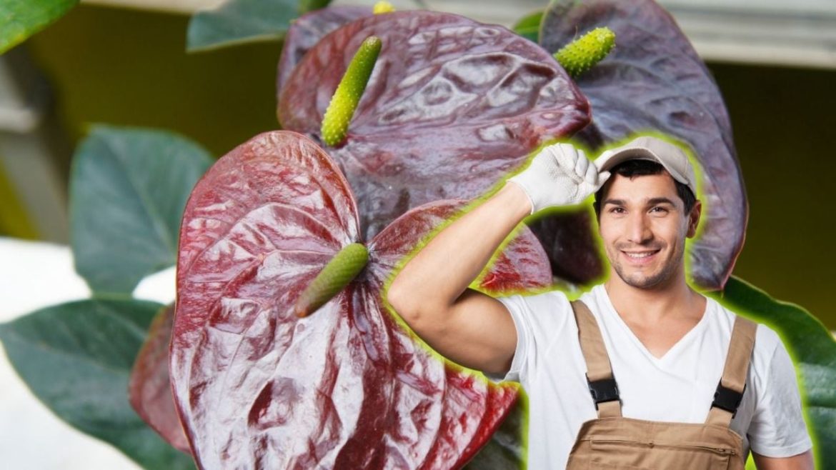 Ką reiškia, kai jūsų Anthurium gauna juodus lapus pagal specializuotus sodininkus?