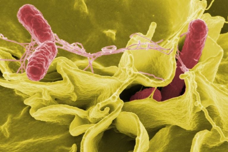 Kiaušiniai su SALMONELLA: įspėjimas apie pavojų sveikatai, paskelbtas radus 6 užterštus kiaušinių prekės ženklus