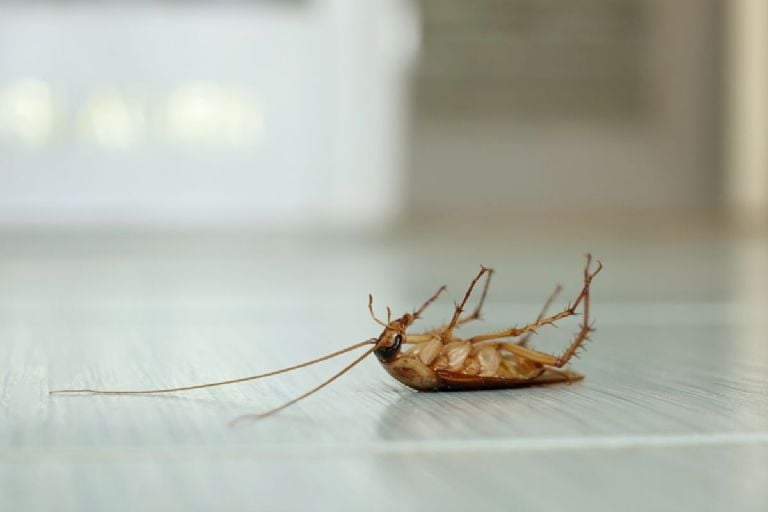 Išgąsdinkite tarakonus, kurie amžinai įsiveržia į jūsų namus su šiuo nuodu, pagrįstu 4 ingredientais