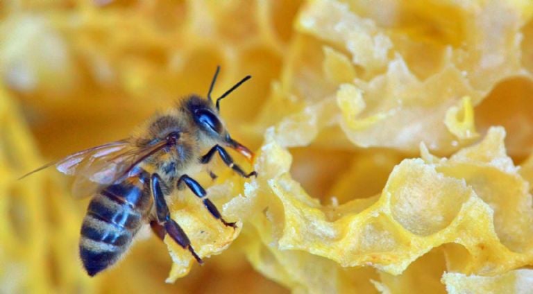 Išgąsdinkite bites iš savo namų amžinai naudodami šį repelentą, pagrįstą 4 netoksiškais augalais