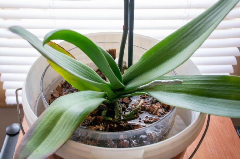Kaip atgaivinti nudžiūvusias orchidėjas su šia namine trąša