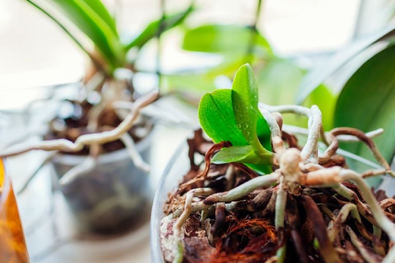 Kaip atgaivinti nudžiūvusias orchidėjas su šia namine trąša